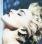 Madonna - True Blue (Black Vinyl) 